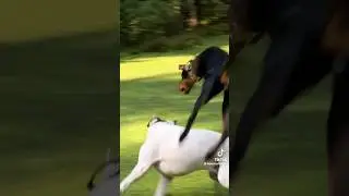 Dogo argentino VS doberman