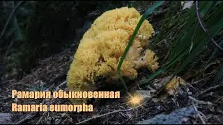 Рамария обыкновенная (Ramaria eumorpha)