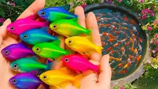 Catch colorful aquarium fish,small turtles, zebra fish,peacock fish,and pearl fish in the small pond