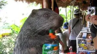 Big guinea pig like animal (pacarana) drinks Gatorade - Funny!