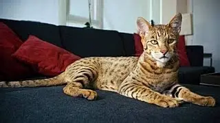 Top 10 Most Expensive Cat Breeds || Top 10