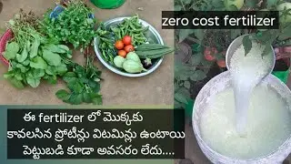 Zero cost fertilizer//ఈ fertilizer నీ మొక్కలకు ఇవ్వండి వల్ల ప్రోటీన్లు, విటమిన్లు అందుతాయి.....