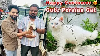 Persian cats for sale | Cute cat happy customer | persian cat |cat sale | persian cat price in india