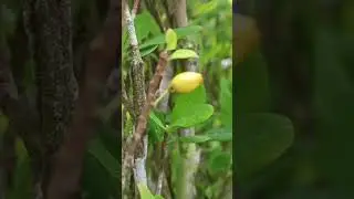 Planta de coca #reservanatural #naturaleza #plantas #coca