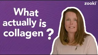 What Is Collagen? | An Easy Guide To Collagen | Zooki