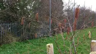 Cobnut (Kentish Cob) - catkins & branches - March 2018