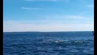 Digby Humpback