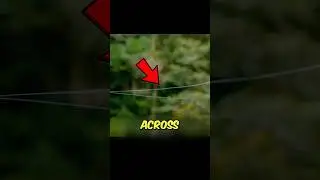 This Spider Built a Web Across an 80 Foot River 😳🕸️