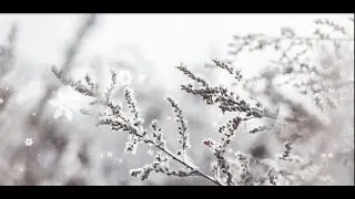 SNOWFLAKES