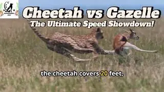 Cheetah vs Gazelle: What REALLY Happens at Top Speed! 🐆⚡🦌#CheetahVsGazelle #NatureShowdown #viral