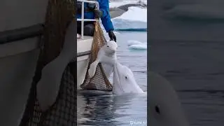 The injury white Dolphin in ocean 🐬 🌊 #shortvideo #dolphin #ocean #shorts #foryou #virulshorts