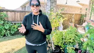 Winter కి outdoor container plants eela care tisukunta 