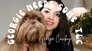 Some Shih Tzu Primping
