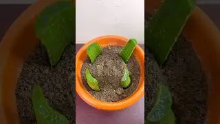 Growing aloe vera tree from leaf | Grow aloe Vera from leaf #shorts  #aloevera #growaloevera