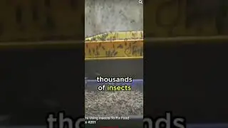 NAS daily scroll memes