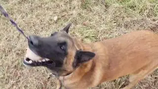 Eduquer son chien : Suite avec laisse et suite sans laisse - berger malinois