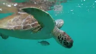 A sea turtles circle of life from South Florida photographer Ben Hicks