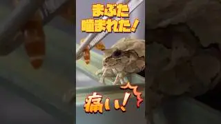 飼育アマガエルが生き餌に頭を噛みつかれた！生後7ヶ月のきあし編 #カエル #給餌 #飼育