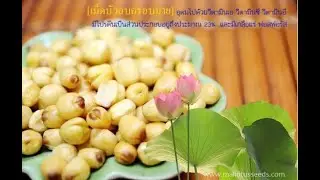 Roasted Lotus Seeds / Dried Crispy Lotus Seeds. Roasted  Lotus Seeds from Thailand