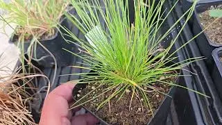 Rough Bentgrass or Ticklegrass (Agrostis scabra) growing outdoors in a pot prior to division