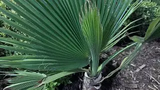 Small Washingtonia Palm Survived 6 Degrees!