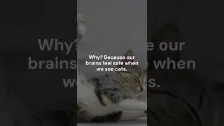 Cat Memes Are Literally Mental Health Therapy 😼