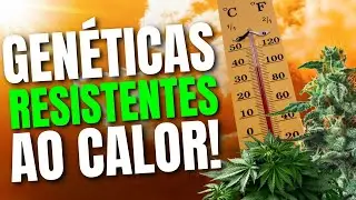 Melhores GEN&Eacute;TICAS Para o CALOR - Strains de CANNABIS Para o Clima TROPICAL Ideal pro Brasil!