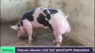 PIETRAIN ALEMAN COD 3317