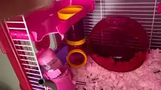 3 in 1 Hamster Hanging Water Bottle Pet Auto Dispenser with Base for Dwarf Hamster Mouse Rat Hedgeho