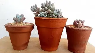 🍡top 6 de mis pachyphytums🍡
