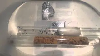 Pr&eacute;paration &agrave; la diapause : le nourrissage