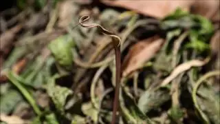 Cryptocoryne hudoroi -DIscoveryPlanet-