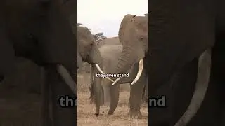 Did You Know? Elephants Mourn Their Dead with Rituals | Fascinating Elephant Facts!
