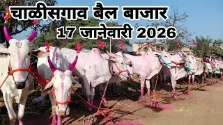 Chalisgaon bail bazar 17 janevary 2026 | चाळीसगाव बैल बाजार | chalisgaon bail bazar 