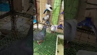 Galit na yb #pigeon #amazingpigeon #bird #pigeon101 #birds #catchingpigeon #pigeonbird