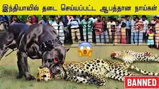 மிகவும் ஆபத்தான 9 நாய்கள் | Dangerous & Banned Dogs in India | @MrX_76