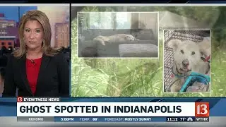 Ghost the Dog Spotted in Indianapolis