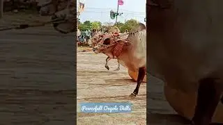 Powerfull Ongole Bulls | Bull Race 2023 | New Category Bulls #Bullrace #Bullshotes