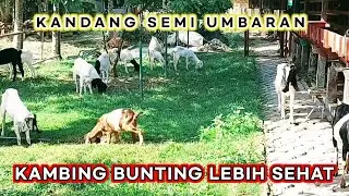 MODEL KANDANG KAMBING TERBAIK ‼️Kandang Semi Umbaran Sangat Bagus Untuk Kambing