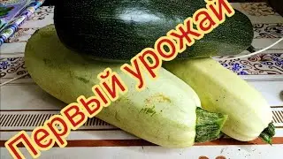 Смотрим какой урожай #уборочная #урожай