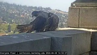 6-28-24 Aurora and Nox Hanging Out on the Tower