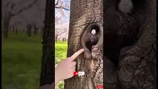Found Cute Baby Animal #viral #shorts