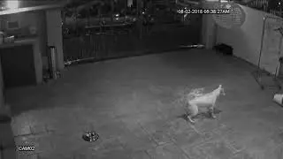 My dogs were poisoned by my neighbour