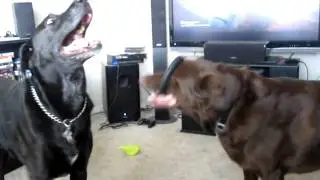 Dogs play fighting