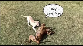First time my Labrador puppy play with stray dog| PetLover