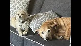 Happy International Dog Day