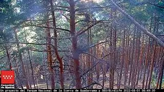 ¡PRIMER VUELO! - Águila calzada -  P.N. Sierra de Guadarrama #WebcamCalzada