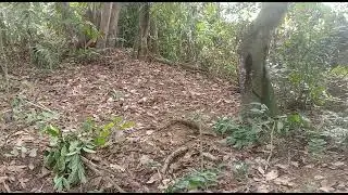pikat ayam hutan. Si dedau.  ke-8