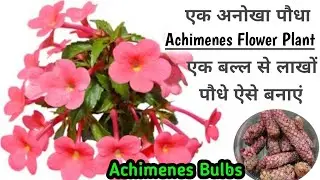 Achimenes Plant/एक अनोखा पौधा इसके एक बल्ब से लाखों पौधें फ्री में आप तैयार कर सकते हैं
