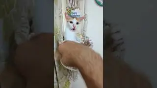 Dekhi hai aisi Ninja? | Missy the small Ninja